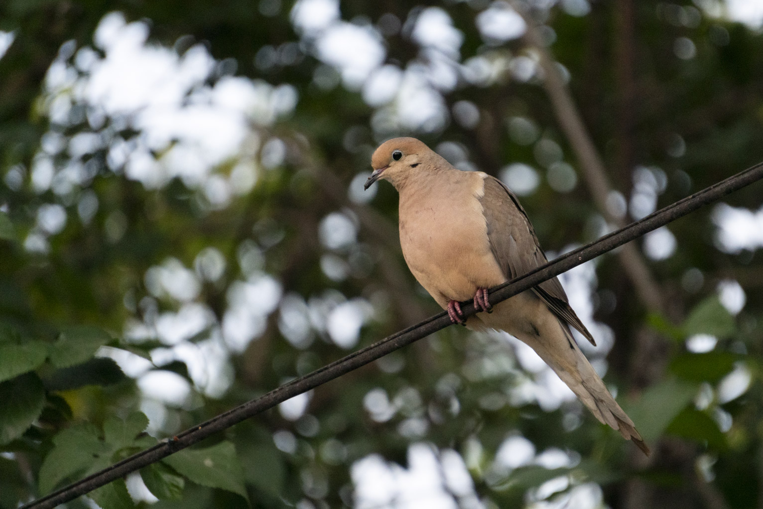 A dove on a wire in front of a tree